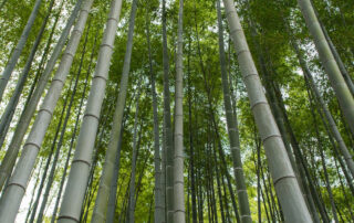 Bamboo products from bamboo trees