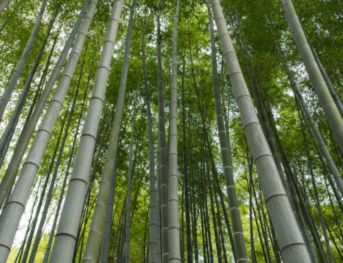 How Bamboo Products Contribute to Reducing Environmental Impact