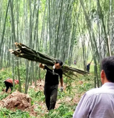 farmer carrying bamboo